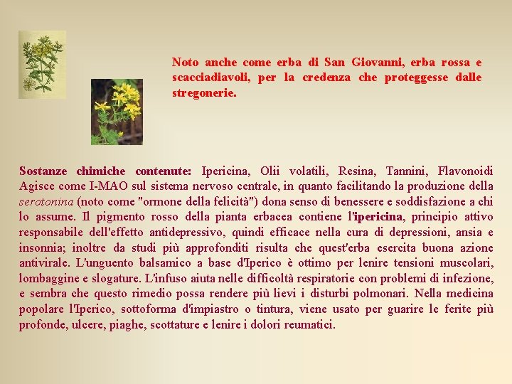 Noto anche come erba di San Giovanni, erba rossa e scacciadiavoli, per la credenza Noto anche come erba di San Giovanni, erba rossa e scacciadiavoli, per la credenza