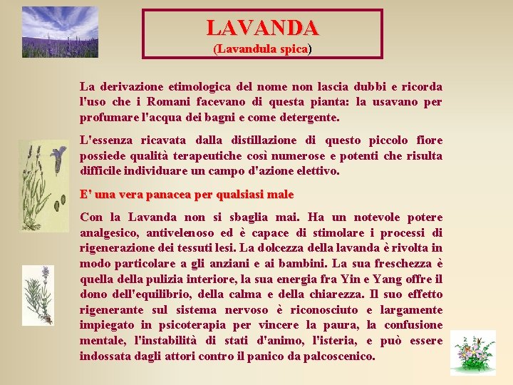 LAVANDA (Lavandula spica) (Lavandula spica La derivazione etimologica del nome non lascia dubbi e