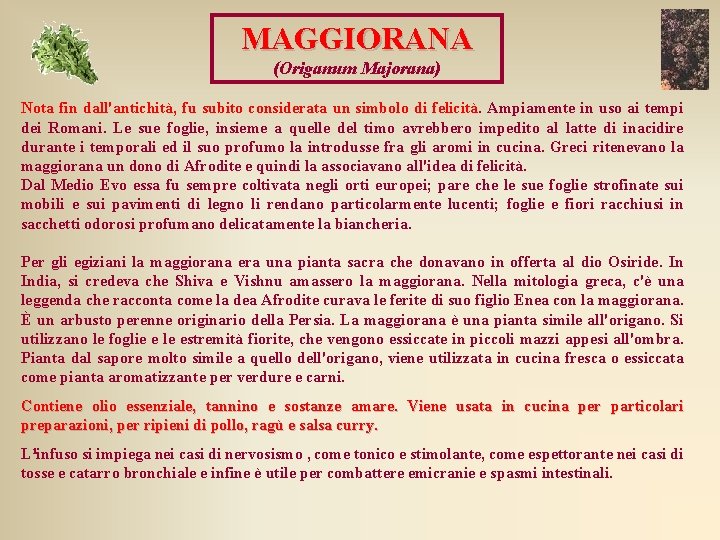 MAGGIORANA (Origanum Majorana) Nota fin dall'antichità, fu subito considerata un simbolo di felicità. Ampiamente MAGGIORANA (Origanum Majorana) Nota fin dall'antichità, fu subito considerata un simbolo di felicità. Ampiamente