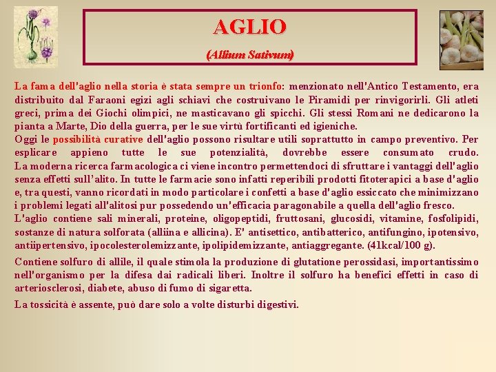 AGLIO (Allium Sativum) La fama dell'aglio nella storia è stata sempre un trionfo: menzionato