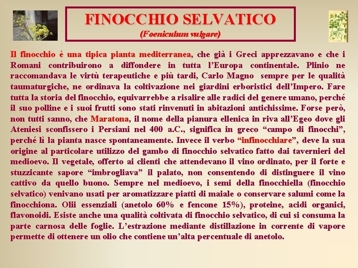FINOCCHIO SELVATICO (Foeniculum vulgare) Il finocchio è una tipica pianta mediterranea, che già i FINOCCHIO SELVATICO (Foeniculum vulgare) Il finocchio è una tipica pianta mediterranea, che già i