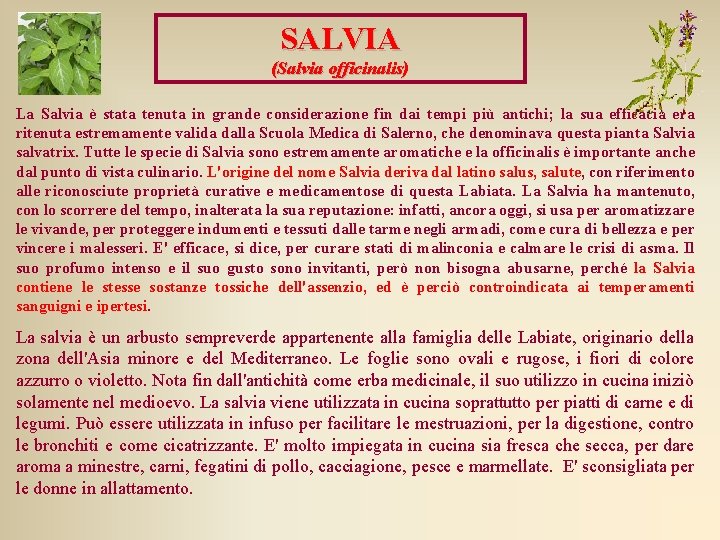 SALVIA (Salvia officinalis) La Salvia è stata tenuta in grande considerazione fin dai tempi