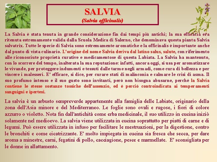 SALVIA (Salvia officinalis) La Salvia è stata tenuta in grande considerazione fin dai tempi SALVIA (Salvia officinalis) La Salvia è stata tenuta in grande considerazione fin dai tempi