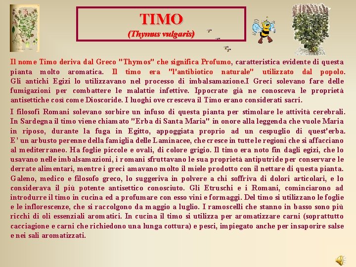 TIMO (Thymus vulgaris) Il nome Timo deriva dal Greco "Thymos" che significa Profumo, caratteristica