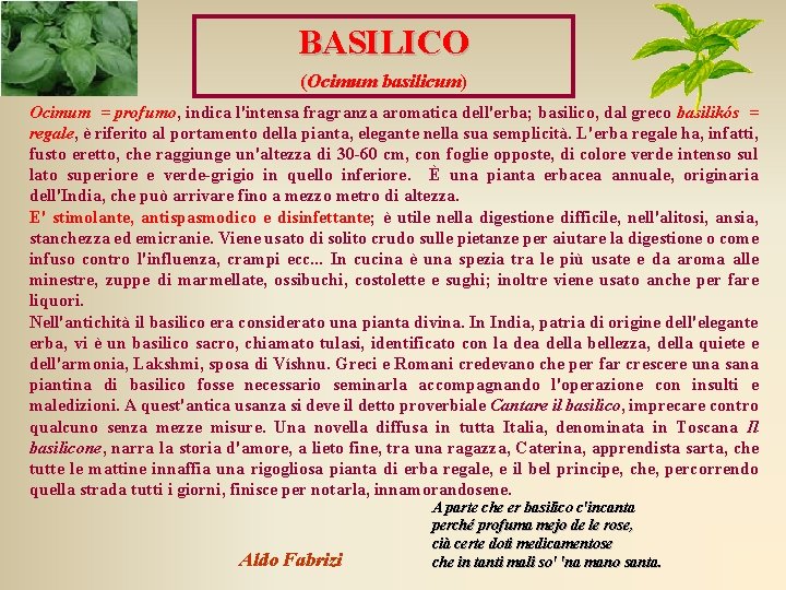 BASILICO (Ocimum basilicum) Ocimum = profumo, indica l'intensa fragranza aromatica dell'erba; basilico, dal greco BASILICO (Ocimum basilicum) Ocimum = profumo, indica l'intensa fragranza aromatica dell'erba; basilico, dal greco
