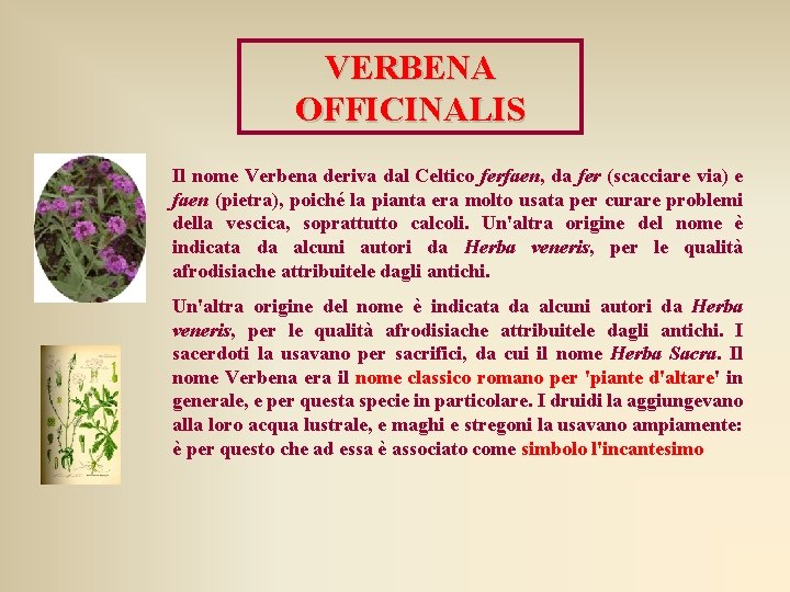VERBENA OFFICINALIS Il nome Verbena deriva dal Celtico ferfaen, da fer (scacciare via) e VERBENA OFFICINALIS Il nome Verbena deriva dal Celtico ferfaen, da fer (scacciare via) e