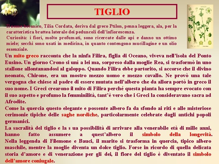 TIGLIO Il nome botanico, Tilia Cordata, deriva dal greco Ptìlon, penna leggera, ala, per