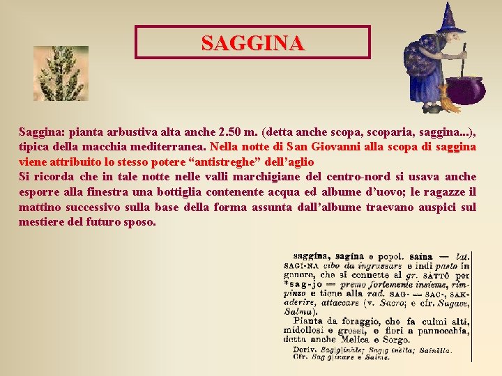 SAGGINA Saggina: pianta arbustiva alta anche 2. 50 m. (detta anche scopa, scoparia, saggina.