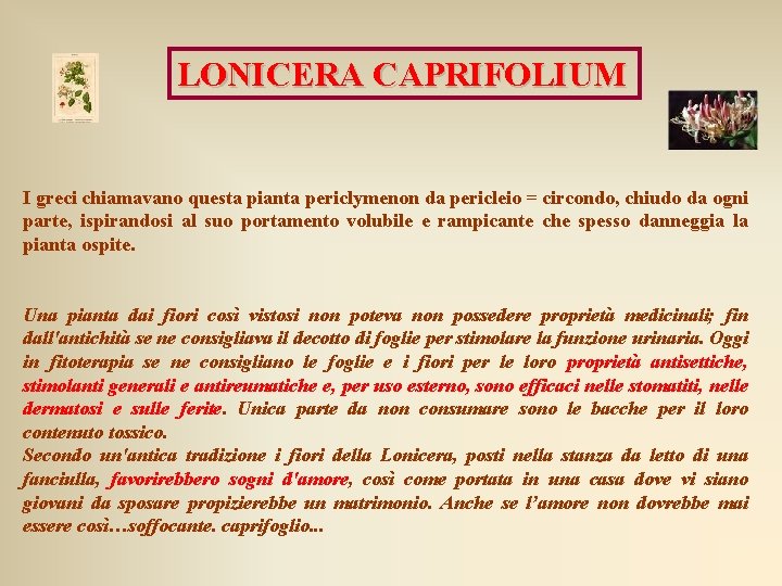 LONICERA CAPRIFOLIUM I greci chiamavano questa pianta periclymenon da pericleio = circondo, chiudo da LONICERA CAPRIFOLIUM I greci chiamavano questa pianta periclymenon da pericleio = circondo, chiudo da