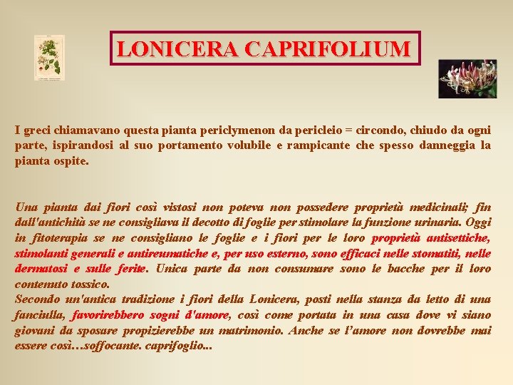 LONICERA CAPRIFOLIUM I greci chiamavano questa pianta periclymenon da pericleio = circondo, chiudo da