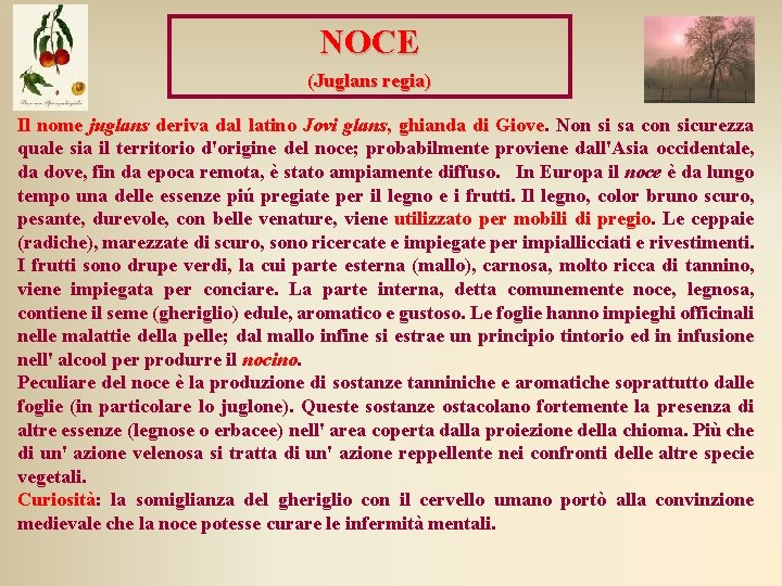 NOCE (Juglans regia) Il nome juglans deriva dal latino Jovi glans, ghianda di Giove. NOCE (Juglans regia) Il nome juglans deriva dal latino Jovi glans, ghianda di Giove.