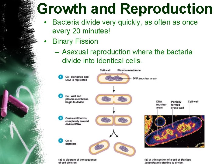 Growth and Reproduction • Bacteria divide very quickly, as often as once every 20