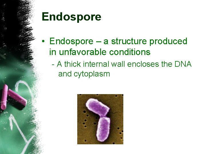 Endospore • Endospore – a structure produced in unfavorable conditions - A thick internal