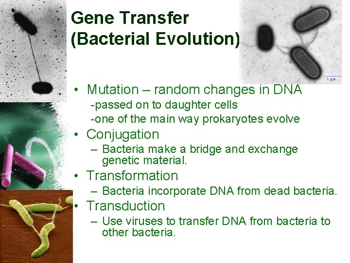 Gene Transfer (Bacterial Evolution) • Mutation – random changes in DNA -passed on to