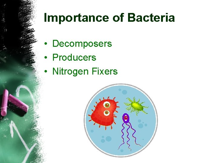Importance of Bacteria • Decomposers • Producers • Nitrogen Fixers 