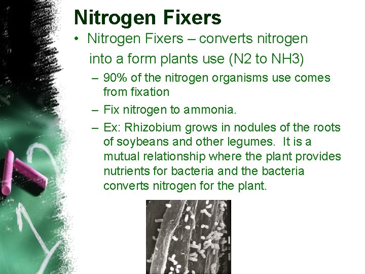 Nitrogen Fixers • Nitrogen Fixers – converts nitrogen into a form plants use (N