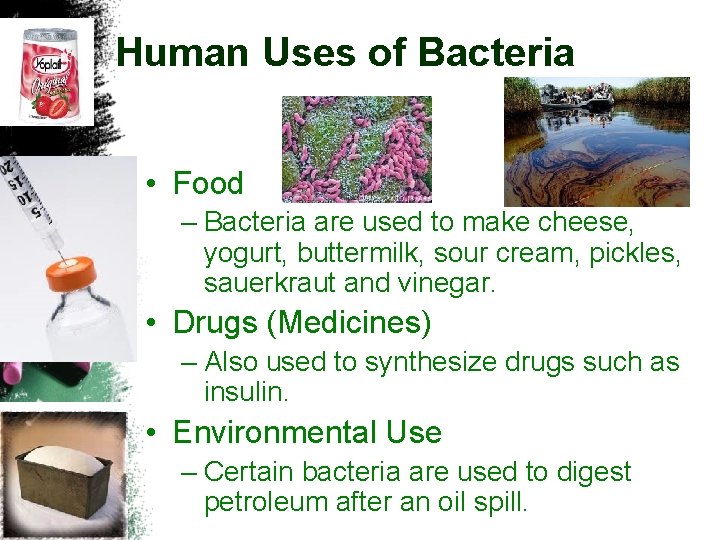 Human Uses of Bacteria • Food – Bacteria are used to make cheese, yogurt,