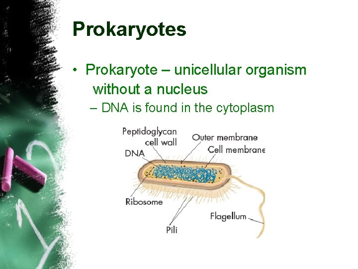 Prokaryotes • Prokaryote – unicellular organism without a nucleus – DNA is found in