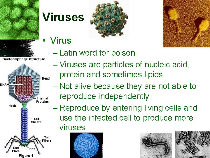 Viruses • Virus – Latin word for poison – Viruses are particles of nucleic