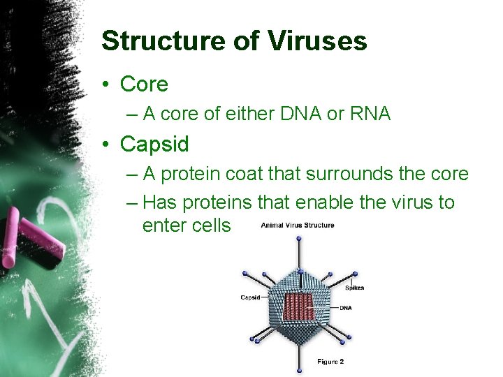 Structure of Viruses • Core – A core of either DNA or RNA •