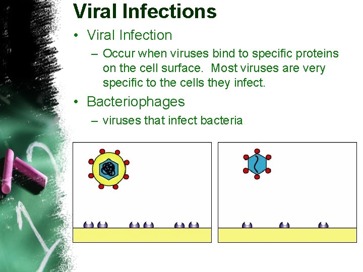 Viral Infections • Viral Infection – Occur when viruses bind to specific proteins on