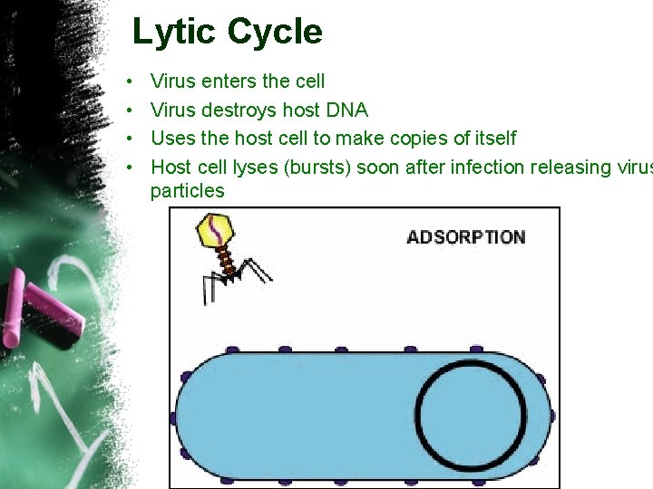 Lytic Cycle • • Virus enters the cell Virus destroys host DNA Uses the