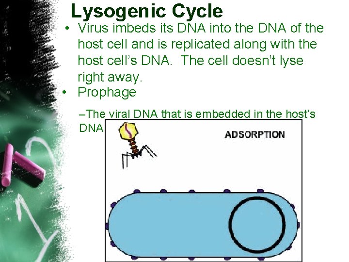 Lysogenic Cycle • Virus imbeds its DNA into the DNA of the host cell