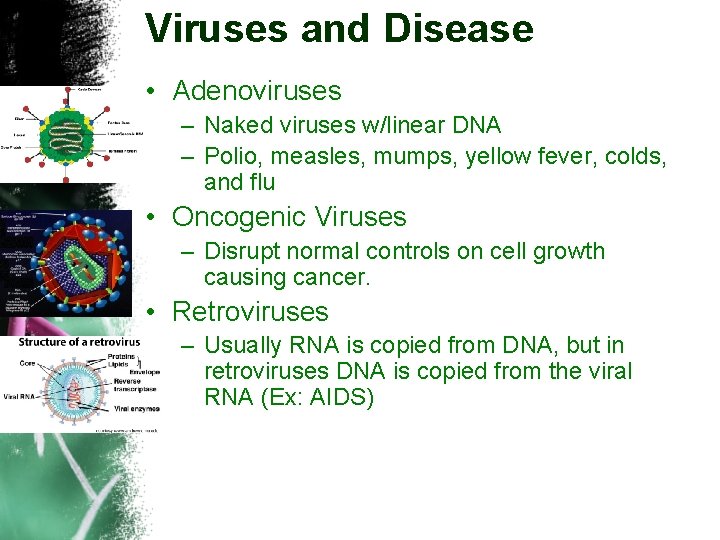 Viruses and Disease • Adenoviruses – Naked viruses w/linear DNA – Polio, measles, mumps,