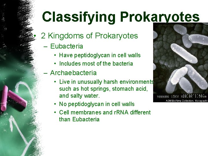 Classifying Prokaryotes • 2 Kingdoms of Prokaryotes – Eubacteria • Have peptidoglycan in cell