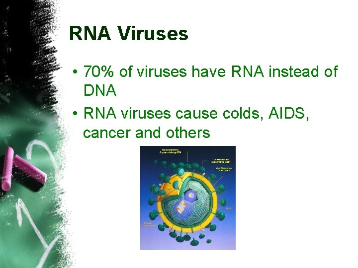 RNA Viruses • 70% of viruses have RNA instead of DNA • RNA viruses