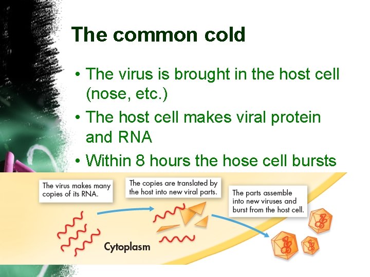 The common cold • The virus is brought in the host cell (nose, etc.