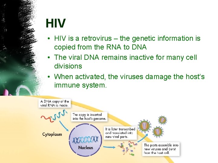 HIV • HIV is a retrovirus – the genetic information is copied from the