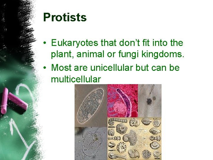 Protists • Eukaryotes that don’t fit into the plant, animal or fungi kingdoms. •