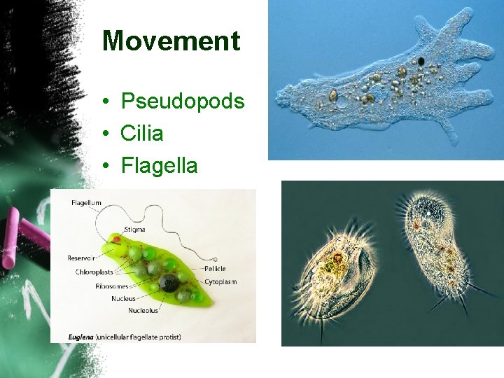 Movement • Pseudopods • Cilia • Flagella 