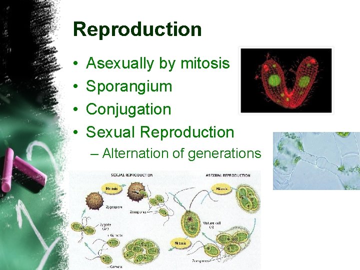 Reproduction • • Asexually by mitosis Sporangium Conjugation Sexual Reproduction – Alternation of generations