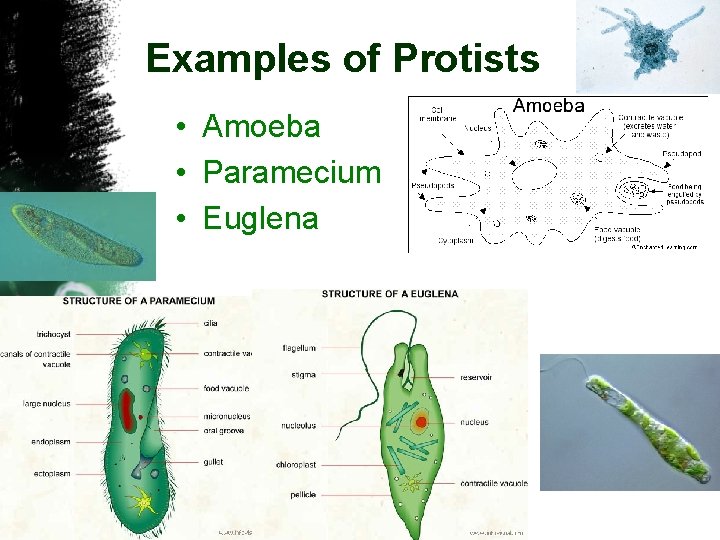 Examples of Protists • Amoeba • Paramecium • Euglena 