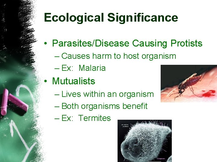 Ecological Significance • Parasites/Disease Causing Protists – Causes harm to host organism – Ex: