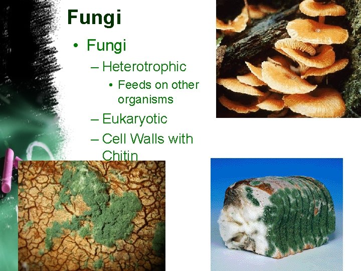 Fungi • Fungi – Heterotrophic • Feeds on other organisms – Eukaryotic – Cell