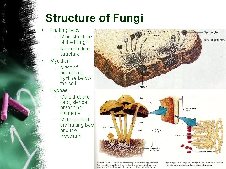 Structure of Fungi • • • Fruiting Body – Main structure of the Fungi