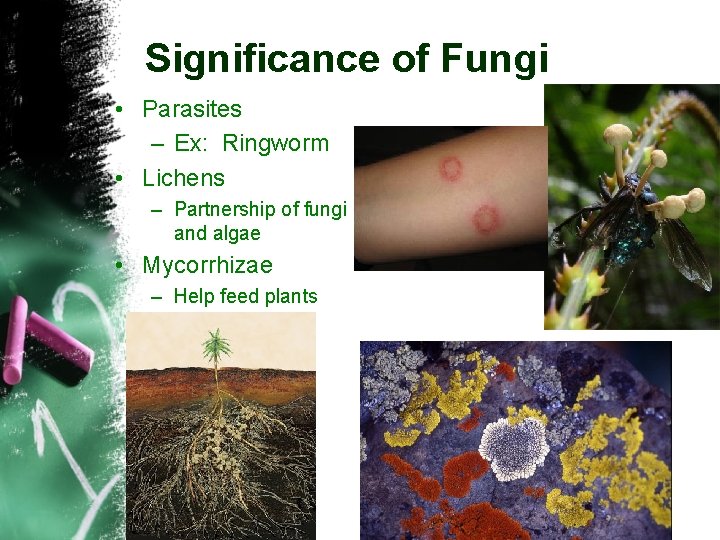 Significance of Fungi • Parasites – Ex: Ringworm • Lichens – Partnership of fungi