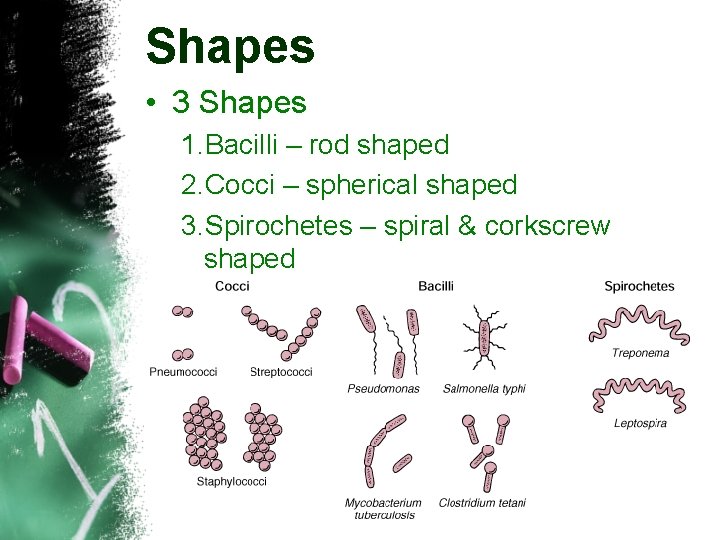 Shapes • 3 Shapes 1. Bacilli – rod shaped 2. Cocci – spherical shaped