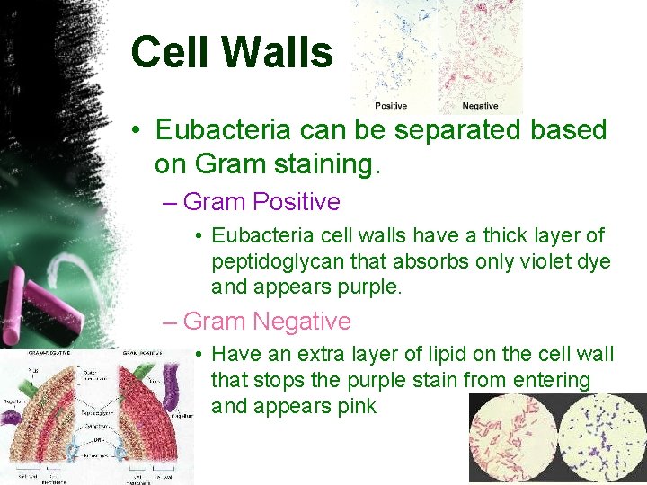 Cell Walls • Eubacteria can be separated based on Gram staining. – Gram Positive