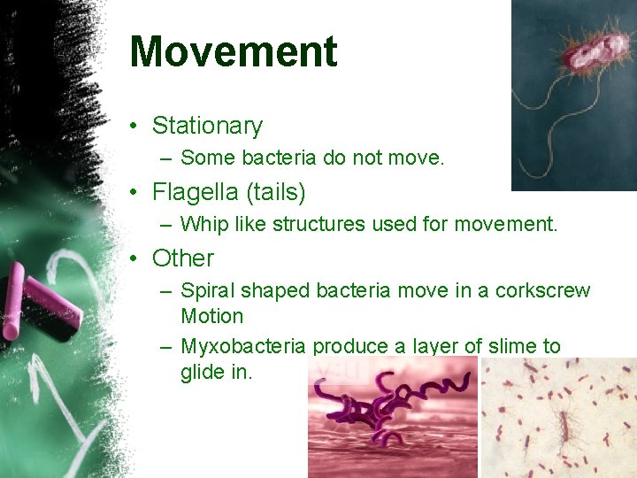 Movement • Stationary – Some bacteria do not move. • Flagella (tails) – Whip