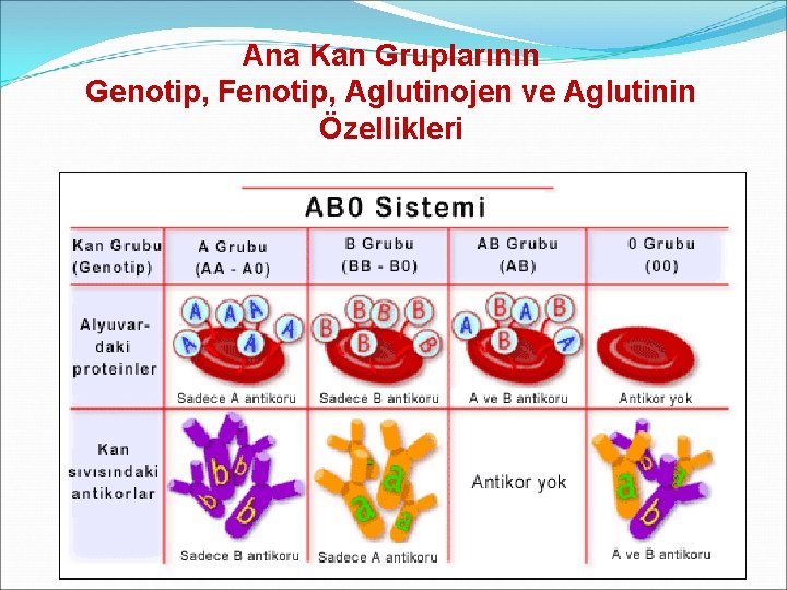 Ana Kan Gruplarının Genotip, Fenotip, Aglutinojen ve Aglutinin Özellikleri 