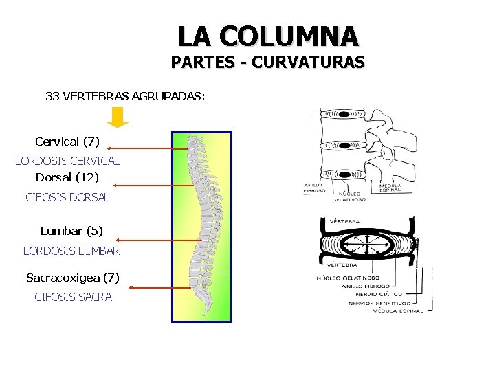 LA COLUMNA PARTES - CURVATURAS 33 VERTEBRAS AGRUPADAS: Cervical (7) LORDOSIS CERVICAL Dorsal (12)