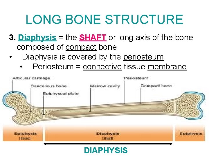 LONG BONE STRUCTURE 3. Diaphysis = the SHAFT or long axis of the bone LONG BONE STRUCTURE 3. Diaphysis = the SHAFT or long axis of the bone