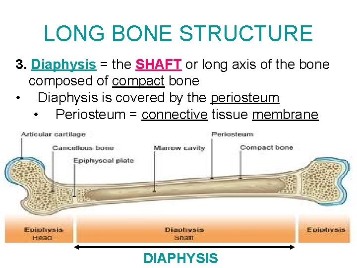 LONG BONE STRUCTURE 3. Diaphysis = the SHAFT or long axis of the bone