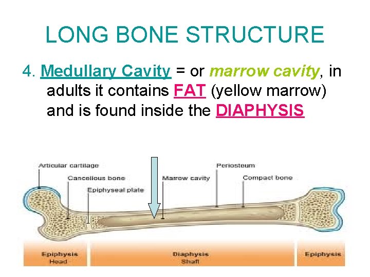 LONG BONE STRUCTURE 4. Medullary Cavity = or marrow cavity, in adults it contains