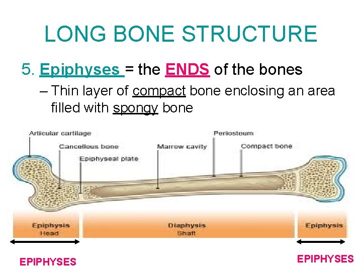 LONG BONE STRUCTURE 5. Epiphyses = the ENDS of the bones – Thin layer