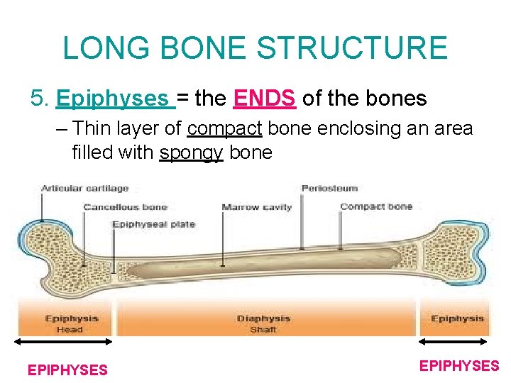 LONG BONE STRUCTURE 5. Epiphyses = the ENDS of the bones – Thin layer LONG BONE STRUCTURE 5. Epiphyses = the ENDS of the bones – Thin layer